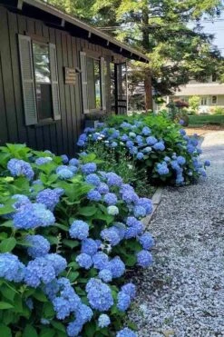 Penny Mac Hydrangea - 1 Gallon Pot -Green Haven Shop hydrangea macrophylla penny mac 23 1