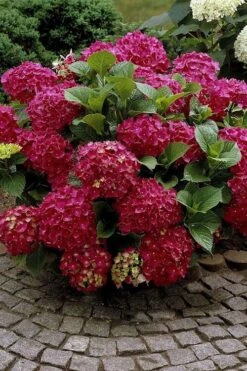 Red Sensation Hydrangea - 3 Gallon Pot -Green Haven Shop hydrangea macrophylla red sensation 2