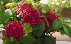 Red Sensation Hydrangea - 3 Gallon Pot -Green Haven Shop hydrangea macrophylla red sensation 6