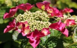 Teller Red Hydrangea - 1 Gallon Pot -Green Haven Shop hydrangea macrophylla teller red 3