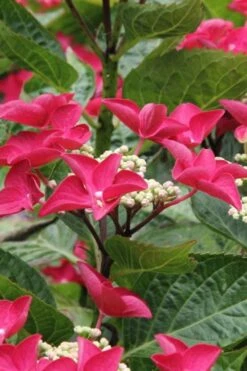 Teller Red Hydrangea - 1 Gallon Pot -Green Haven Shop hydrangea macrophylla teller red 4