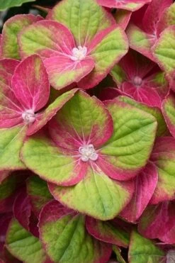 Tilt-A-Swirl Hydrangea - 3 Gallon Pot -Green Haven Shop hydrangea macrophylla tilt a swirl 4