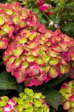 Tilt-A-Swirl Hydrangea - 3 Gallon Pot -Green Haven Shop hydrangea macrophylla tilt a swirl 7