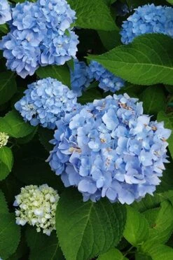 Mini Penny Hydrangea - 1 Gallon Pot -Green Haven Shop hydrangea mini penny 500x750202 1