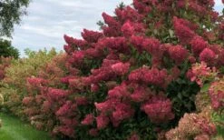 Berry White Panicle Hydrangea - 3 Gallon Pot 15 Berry White Panicle Hydrangea - 3 Gallon Pot -Green Haven Shop hydrangea paniculata berry white 8