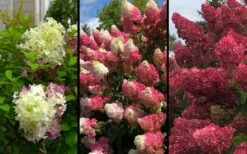 Berry White Panicle Hydrangea - 3 Gallon Pot 12 Berry White Panicle Hydrangea - 3 Gallon Pot -Green Haven Shop hydrangea paniculata berry white 9