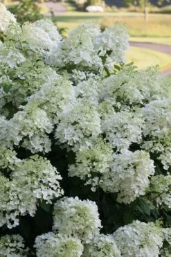 Bobo Hydrangea - 3 Gallon Pot -Green Haven Shop hydrangea paniculata bobo 3