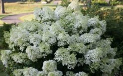 Bobo Hydrangea - 3 Gallon Pot -Green Haven Shop hydrangea paniculata bobo 4