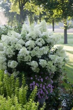 Bobo Hydrangea - 3 Gallon Pot -Green Haven Shop hydrangea paniculata bobo 5