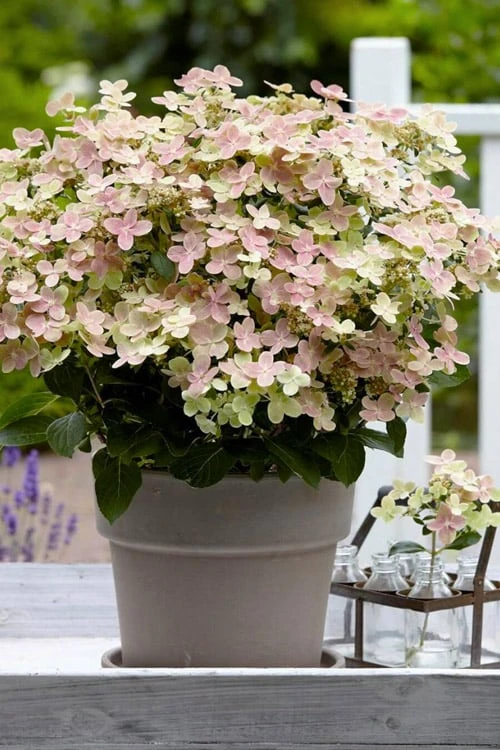 Early Evolution Hydrangea - 1 Gallon Pot 1 Early Evolution Hydrangea - 1 Gallon Pot