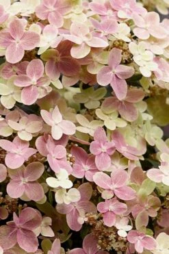 Early Evolution Hydrangea - 1 Gallon Pot 11 Early Evolution Hydrangea - 1 Gallon Pot -Green Haven Shop hydrangea paniculata early evolution 3
