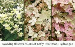Early Evolution Hydrangea - 1 Gallon Pot 10 Early Evolution Hydrangea - 1 Gallon Pot -Green Haven Shop hydrangea paniculata early evolution 5