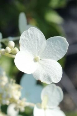 Kyushu Hydrangea - 3 Gallon Pot -Green Haven Shop hydrangea paniculata kyushu 23