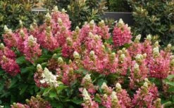 Flare Hydrangea - 3 Gallon Pot -Green Haven Shop hydrangea paniculata lava lamp flare 11