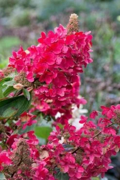 Flare Hydrangea - 3 Gallon Pot -Green Haven Shop hydrangea paniculata lava lamp flare 15 1