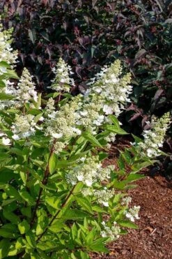 Flare Hydrangea - 3 Gallon Pot -Green Haven Shop hydrangea paniculata lava lamp flare 17
