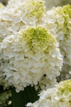 Little Hottie Hydrangea - 2.5 Gallon Pot -Green Haven Shop hydrangea paniculata little hottie 1