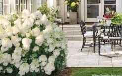 Little Hottie Hydrangea - 2.5 Gallon Pot -Green Haven Shop hydrangea paniculata little hottie 5
