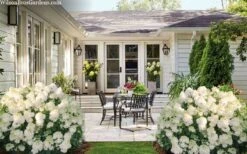 Little Hottie Hydrangea - 3 Gallon Pot 11 Little Hottie Hydrangea - 3 Gallon Pot -Green Haven Shop hydrangea paniculata little hottie 7 1