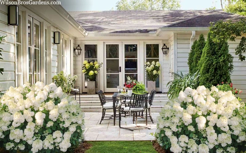 Little Hottie Hydrangea - 3 Gallon Pot 5 Little Hottie Hydrangea - 3 Gallon Pot - Image 5