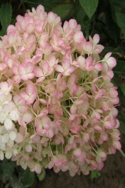Little Hottie Hydrangea - 2.5 Gallon Pot -Green Haven Shop hydrangea paniculata little hottie 9