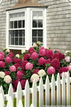 Little Lime Punch Hydrangea - 3 Gallon Pot -Green Haven Shop hydrangea paniculata little lime punch 2