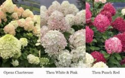 Little Lime Punch Hydrangea - 3 Gallon Pot -Green Haven Shop hydrangea paniculata little lime punch 3