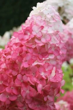 Vanilla Strawberry Hydrangea - 1 Gallon Pot -Green Haven Shop hydrangea paniculata vanilla strawberry 20 1