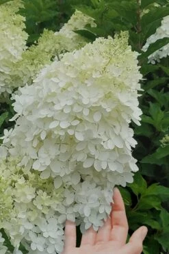 Phantom Hydrangea - 1 Gallon Pot 8 Phantom Hydrangea - 1 Gallon Pot -Green Haven Shop hydrangea phantom 20 2