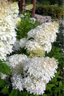 Phantom Hydrangea - 2 Gallon Pot -Green Haven Shop hydrangea phantom 500x750 1