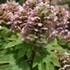 Queen Of Hearts Oakleaf Hydrangea - 3 Gallon Pot
