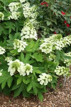 Pee Wee Dwarf Oakleaf Hydrangea - 1 Gallon Pot -Green Haven Shop hydrangea quercifolia pee wee oakleaf 1