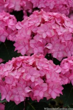 Let's Dance 'Can Do' Hydrangea - 2 Gallon Pot -Green Haven Shop hydrangea serrata lets dance can do 2 1