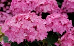 Let's Dance 'Can Do' Hydrangea - 2 Gallon Pot -Green Haven Shop hydrangea serrata lets dance can do 3 1