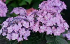 Let's Dance 'Can Do' Hydrangea - 2 Gallon Pot -Green Haven Shop hydrangea serrata lets dance can do 7 1