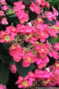Tuff Stuff Red Mountain Hydrangea - 3 Gallon Pot -Green Haven Shop hydrangea serrata tuff stuff red mountain 2