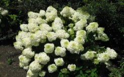 Silver Dollar Hydrangea - 1 Gallon Pot -Green Haven Shop hydrangea silver dollar 2 1