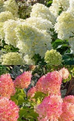 Silver Dollar Hydrangea - 1 Gallon Pot -Green Haven Shop hydrangea silver dollar 4 1
