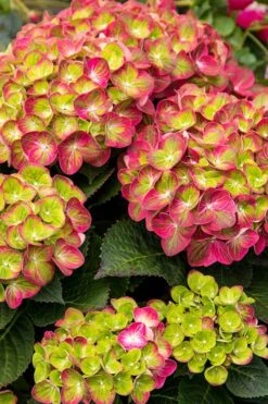 Tilt-A-Swirl Hydrangea - 3 Gallon Pot -Green Haven Shop hydrangea tilt a whirl 500x750 1
