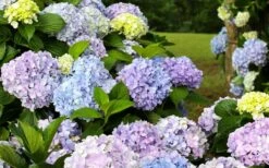 Dear Dolores Hydrangea - 3 Gallon Pot -Green Haven Shop hydrangea20dear20delores