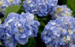 Dear Dolores Hydrangea - 2 Gallon Pot -Green Haven Shop hydrangea20dear20delores202 1