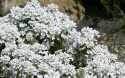 Snow Cone Candytuft (Iberis Sempervirens) - 5 Pack Of Quart Pots -Green Haven Shop iberis sempervirens snow cone candytuft 4