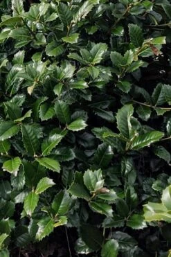 Emily Bruner Pyramidal Holly - 7 Gallon Pot (3-4') -Green Haven Shop ilex emily bruner holly tree 104