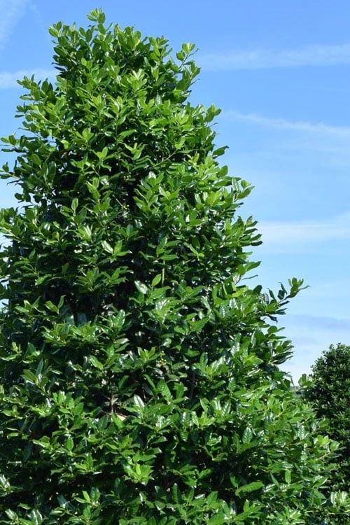 Nellie R. Stevens Holly - 7 Gallon Pot (5-6') 5 Nellie R. Stevens Holly - 7 Gallon Pot (5-6') - Image 5