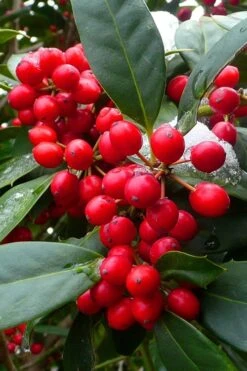 Nellie R. Stevens Holly - 7 Gallon Pot (5-6') 10 Nellie R. Stevens Holly - 7 Gallon Pot (5-6') -Green Haven Shop ilex nellie r stevens holly tree berries 11