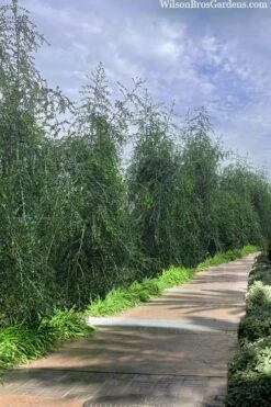 Weeping Yaupon Holly (Ilex Vomitoria 'Pendula') - 7 Gallon Pot (3-4') -Green Haven Shop ilex vomitoria pendula weeping yaupon holly berries 3 1