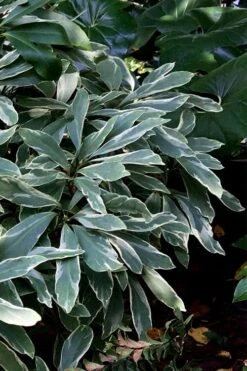 Grey Ghost Florida Anise - 3 Gallon Pot -Green Haven Shop illicium floridanum grey ghost anise 1