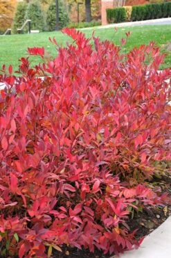 Virginia Sweetspire (Itea Virginica) - 2 Gallon Pot -Green Haven Shop itea virginica virginia sweetspire 14