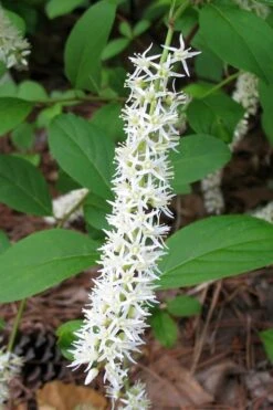 Virginia Sweetspire (Itea Virginica) - 2 Gallon Pot -Green Haven Shop itea virginica virginia sweetspire 7