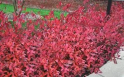 Virginia Sweetspire (Itea Virginica) - 2 Gallon Pot -Green Haven Shop itea virginica virginia sweetspire 9